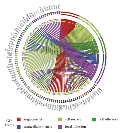 Gene Ontology Go And Kyoto Encyclopedia Of Genes And Genomes Kegg Download Scientific