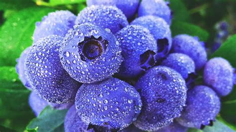 What Colors Are Blueberries? - Click Now For More 2024 - The Phoenix Landing Bar