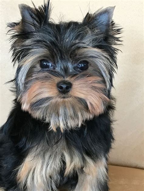 Pin By Priceless Yorkie Puppy On Priceless Yorkie Puppy Yorkie Lover