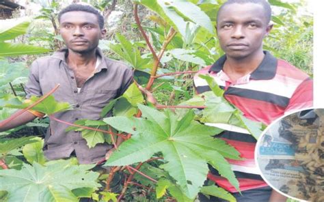 Youth Now Champion For Silk Farming FarmKenya Initiative