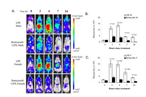 Effect Of Bortezomib On Lps Induced Luciferase Expression A Iκbα Luc