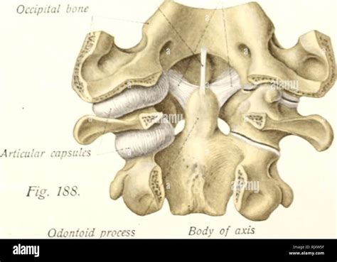 Cruciform Ligament