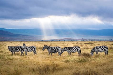 Quand Partir En Tanzanie Climat Saisons Conseils