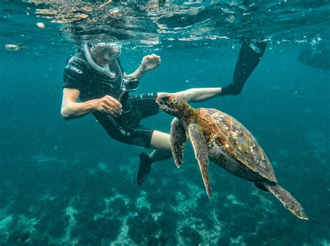 Agencia Darwin Scuba Dive Tours Diarios En Las Islas Gal Pagos