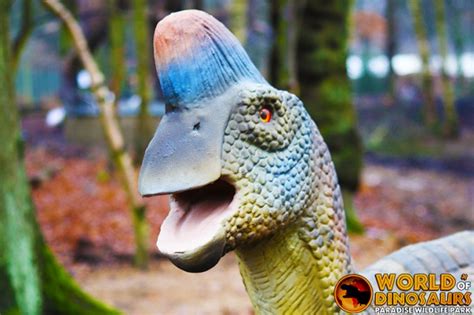 Oviraptor Facts For Kids | Kids Matttroy