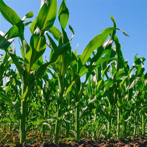 Cara Merawat Tanaman Jagung Manis Penting Untuk Diketahui