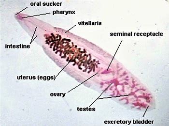 Clonorchis sinensis - Classification, Habitat, Morphology, Epidemiology, Transmission