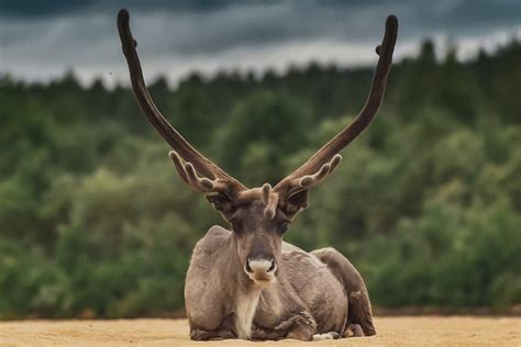 Restoring wild animal population for climate - Rewilding Academy 