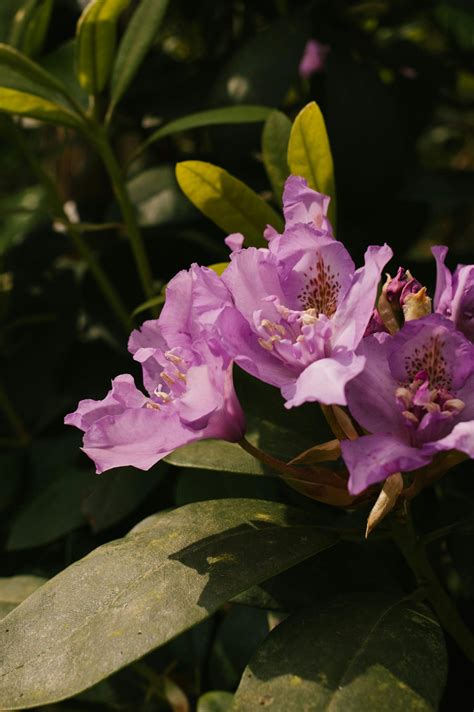 Plantas de sombra exterior: Variedades con gran belleza estética