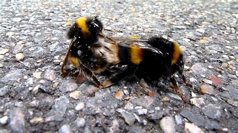 Bees Mating Youtube