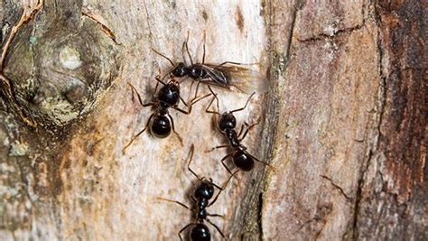 How To Identify And Get Rid Of A Carpenter Ant Infestation In The Woodlands