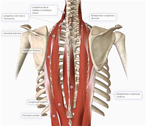 Musculatura del Dorso III Músculos Profundos Paradigmia