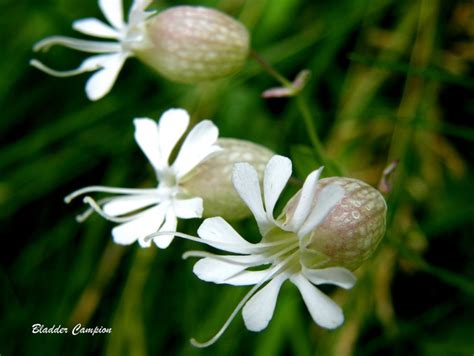 Nine Wildflower Species Native to Virginia