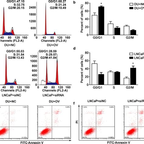 Effects Of Endod On Cell Cycle And Apoptosis A B Cell Cycle