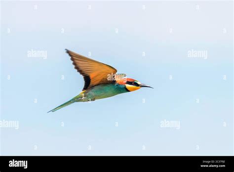 European Bee Eater In Flight Merops Apiaster Stock Photo Alamy