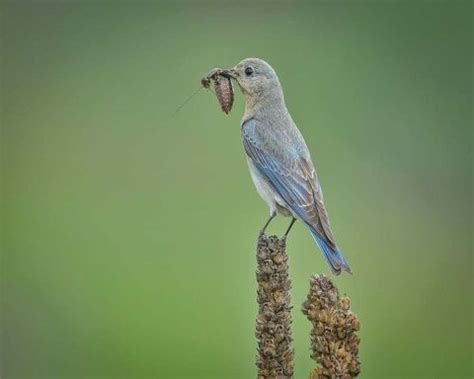 What Do Baby Bluebirds Eat? How to Take Care of Baby Bluebirds