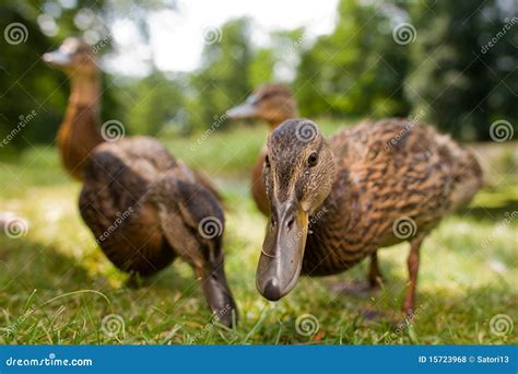 Cute ducklings stock photo. Image of farm, adorable, birds - 15723968