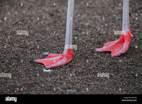 Flamingo Feet High Resolution Stock Photography And Images Alamy