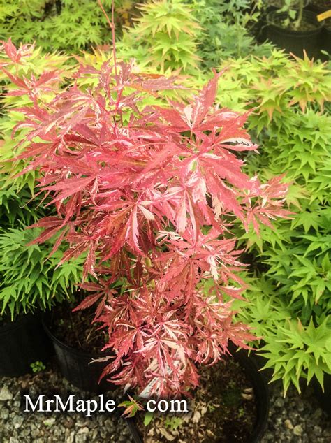 Buy Acer Palmatum Lileeannes Jewel Japanese Maple — Mr Maple │ Buy Japanese Maple Trees