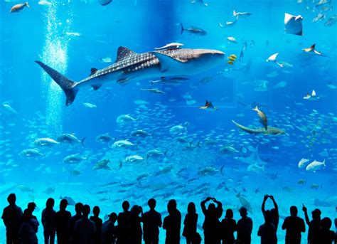 Worlds Largest Fish Tank | POPSUGAR Pets