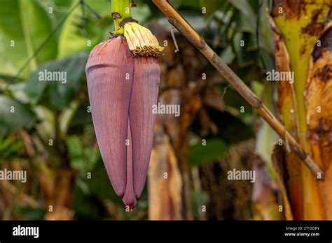 Cavendish banana tree Fotos und Bildmaterial in hoher Auflösung Alamy