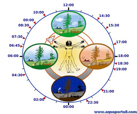 Rythme Biologique D Finition Et Explications