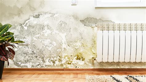 Damp-Proofing – Freedom from Damp Walls! - Berger Blog