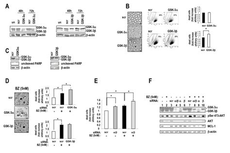 Effects Of Gsk 3α And β Knockdown By Rna Interference On Mm Cell