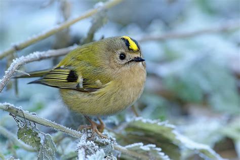 8 Famous Garden Birds Of Ireland Worldatlas