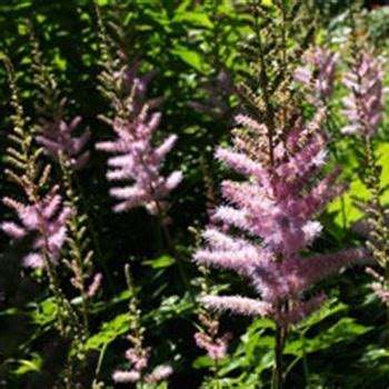 Astilbe Chinensis Var Taquetii Superba Von Bruns Pflanzen