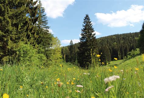 Etappe 2 7 Tage Wandern In Coburg Rennsteig Wanderung