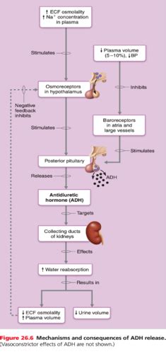 Body Fluid Compartments And The Thirst Mechanisms Flashcards Quizlet