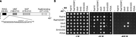 Figure From A Sumo Interacting Motif Activates Budding Yeast