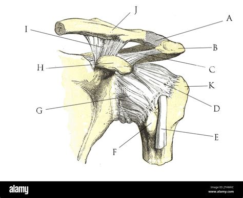 Shoulder Joint Anatomy Hi Res Stock Photography And Images Alamy