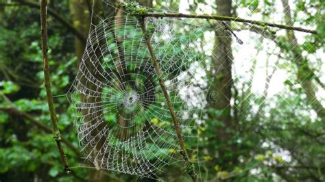 Spider Web in the Forest stock photo. Image of morning - 146216112