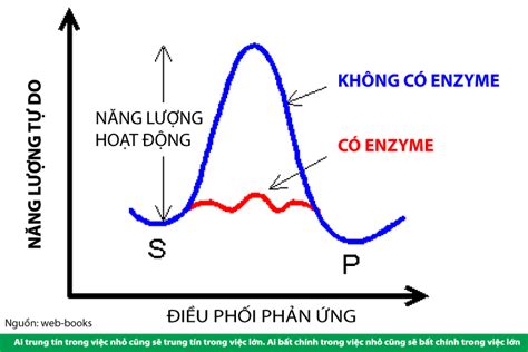 CƠ CHẾ HOẠT ĐỘNG CỦA ENZYME TRONG CƠ THỂ