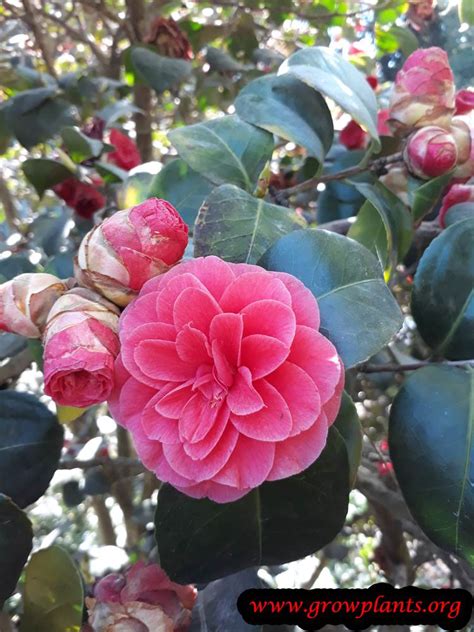 Camellia Japonica - How to grow & care