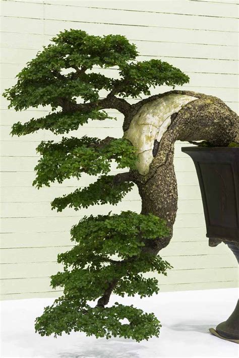 How To Trim And Shape A Cascade Style Bonsai