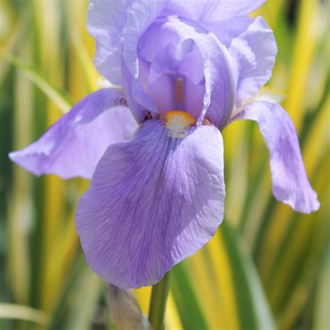 Iris Pallida Aureo Variegata Variegated Iris From Hoffie Nursery