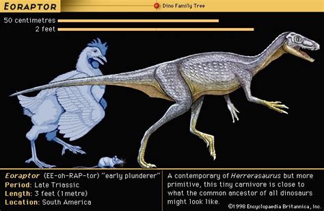 Eoraptor Size