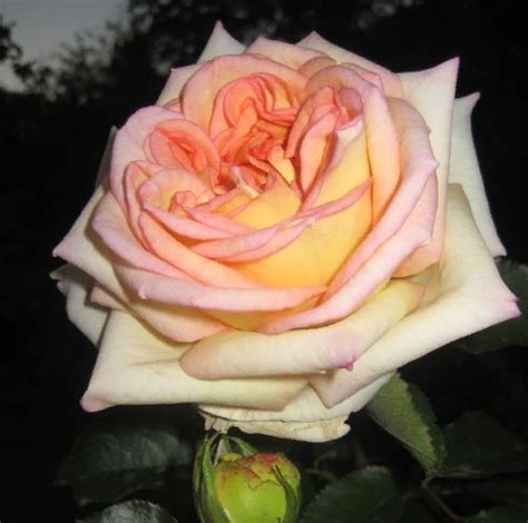 Розы из Сибири, Интернет-магазин СИБРОЗА, Саженцы роз, Саженцы роз для ...