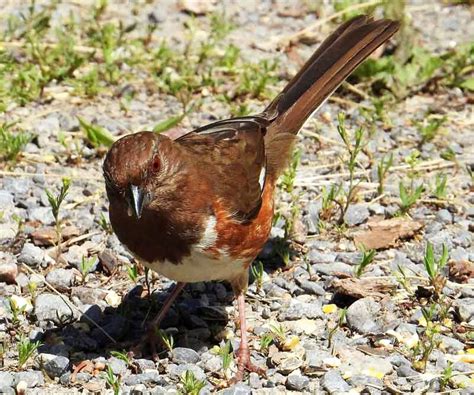 Eastern Towhee - Facts | Habitat | Diet | Range | Sound | Female - Bird ...