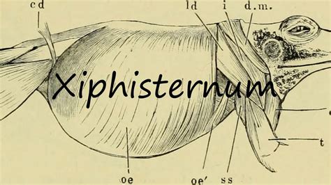 How to Pronounce Xiphisternum? - YouTube