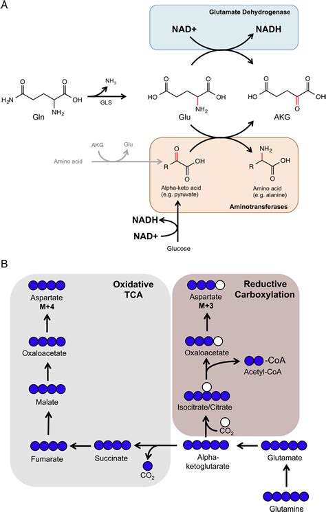 Supporting Aspartate Biosynthesis Is An Essential Function Of Respiration In Proliferating Cells