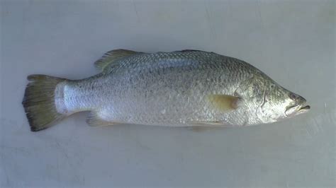 Seafood Processing Tutorials - Barramundi