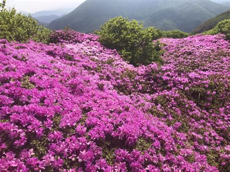 感動しっぱなしの九重連山 猿行者（山族）さんの九重山（久住山）・大船山・星生山の活動データ Yamap ヤマップ