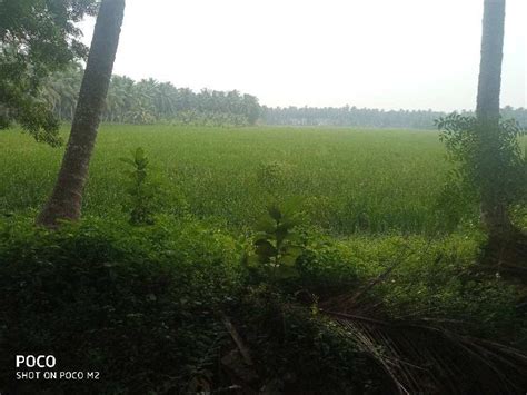 Agricultural Land Acre For Sale In Razole East Godavari Rei