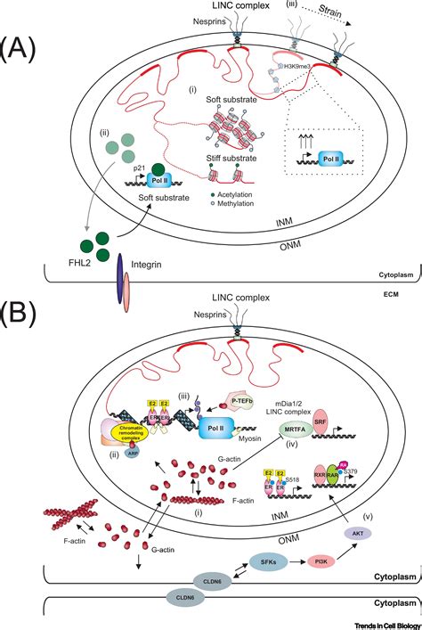 Mechanical Regulation Of Transcription Recent Advances Trends In Cell