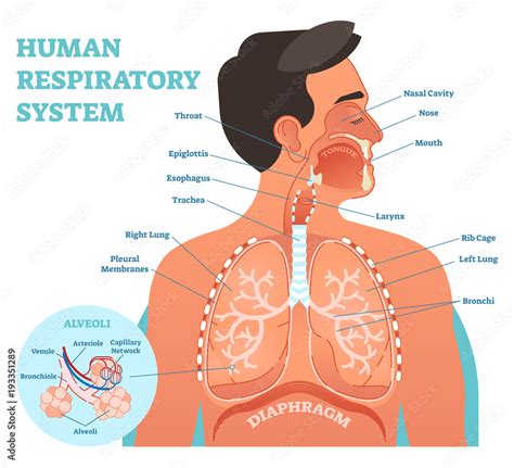 Human Respiratory System Model Labeled