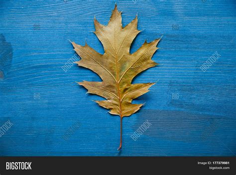 Oak Tree Leaf On Image & Photo (Free Trial) | Bigstock